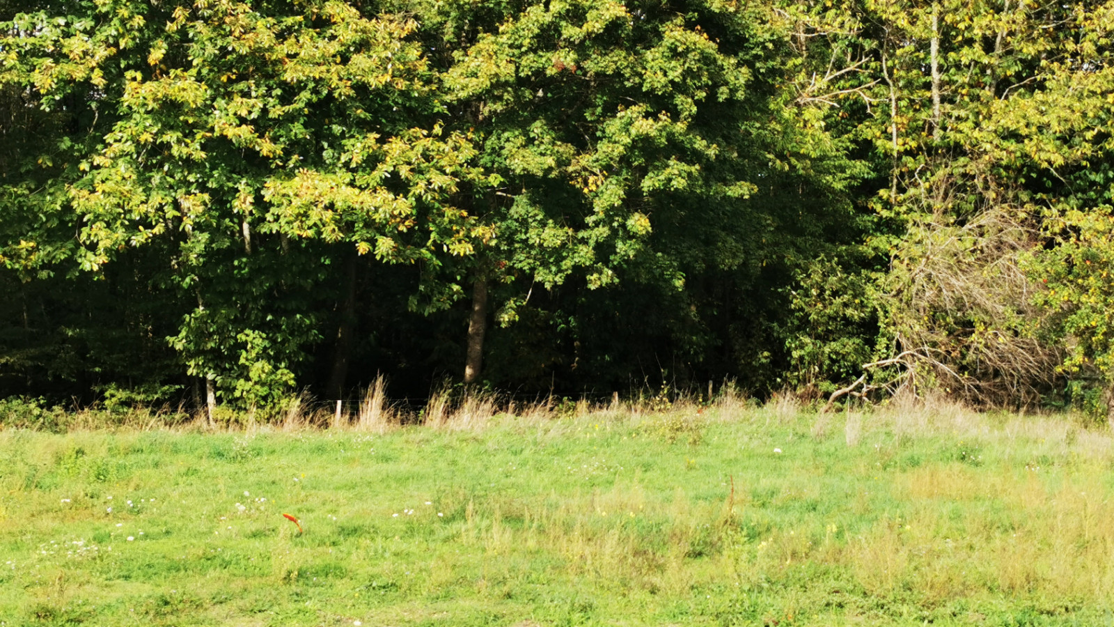 Terrain constructible de 1500m2 à Chédigny