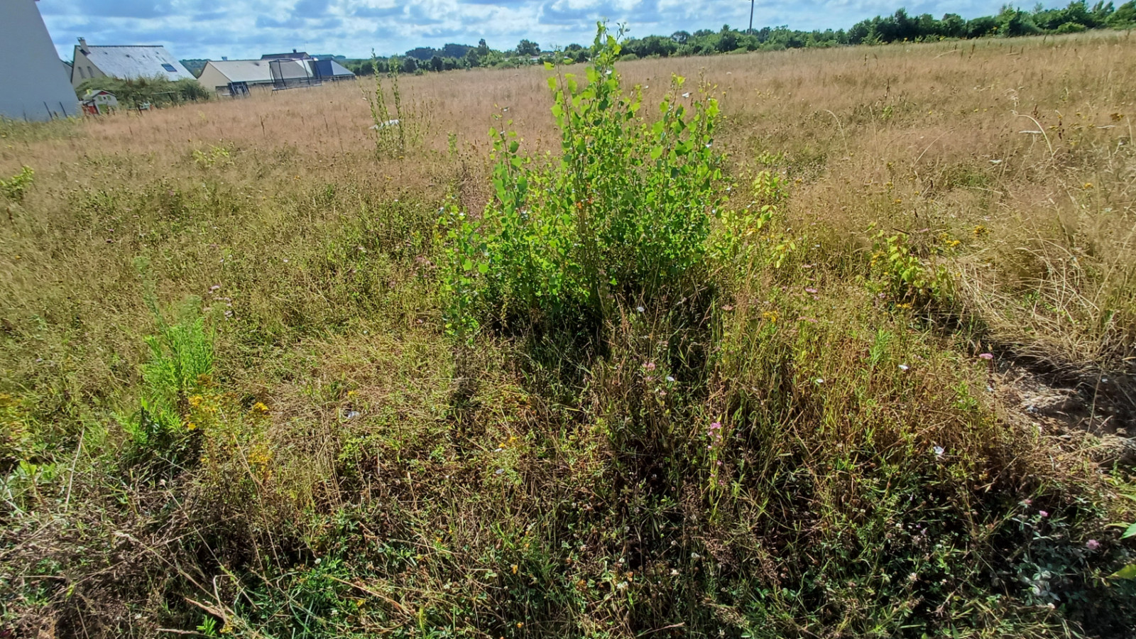 Terrain constructible de 439m2 à Bellevigne-en-Layon