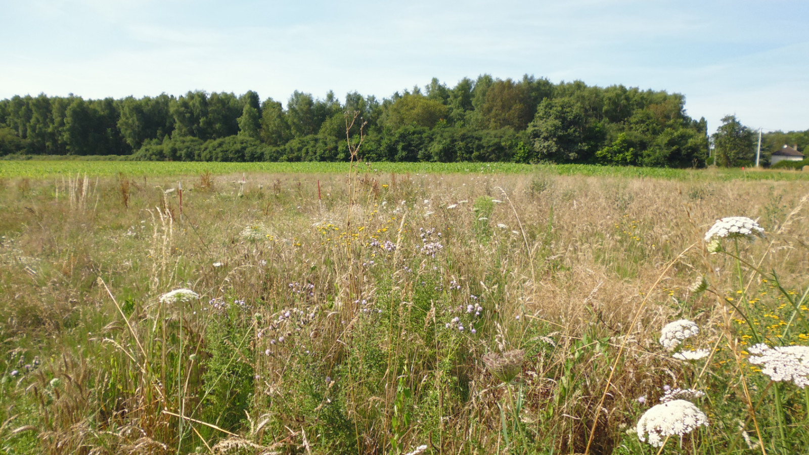 Terrain constructible de 1300m2 à La Cour-Marigny