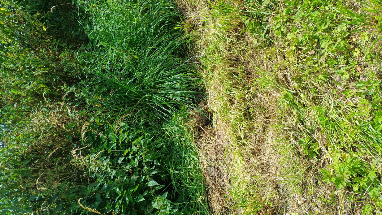 Terrain constructible de 1970m2 à Saint-Pierre-des-Échaubrognes