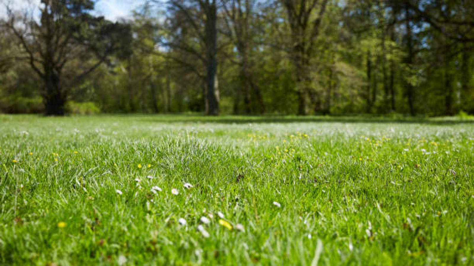 Terrain constructible de 504m2 à Saint-Laurent-en-Gâtines