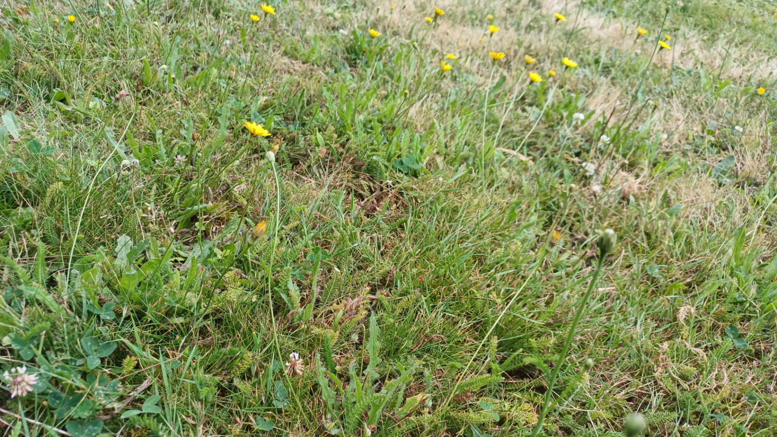 Terrain constructible de 804m2 à Cholet
