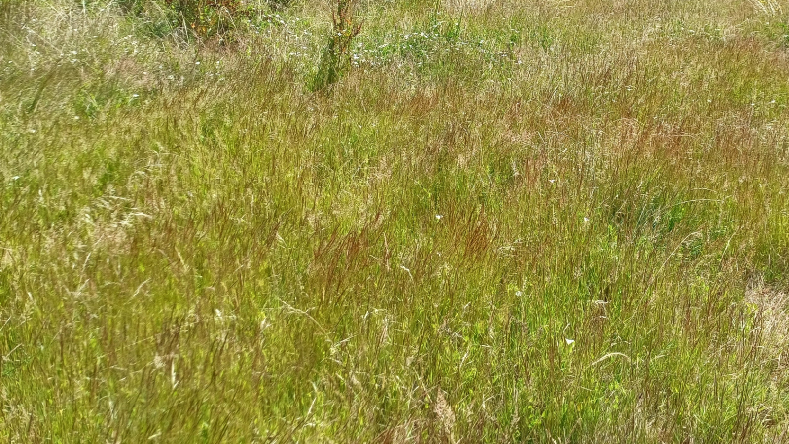 Terrain constructible de 328m2 à Cholet
