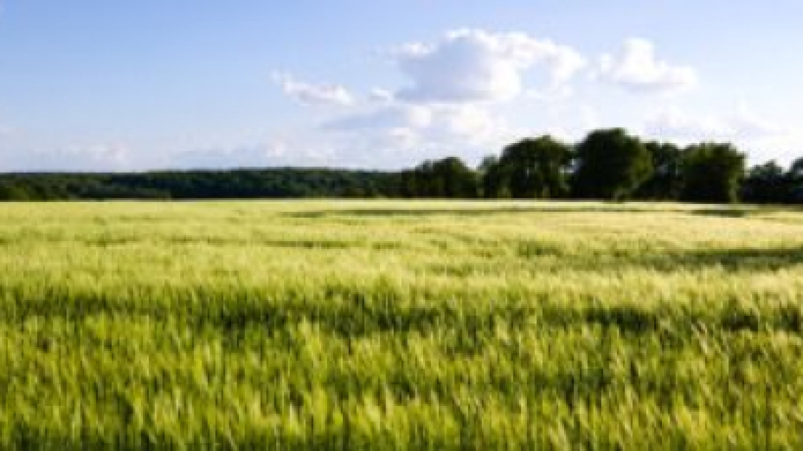 Terrain constructible de 546m2 à Saint-Laurent-en-Gâtines