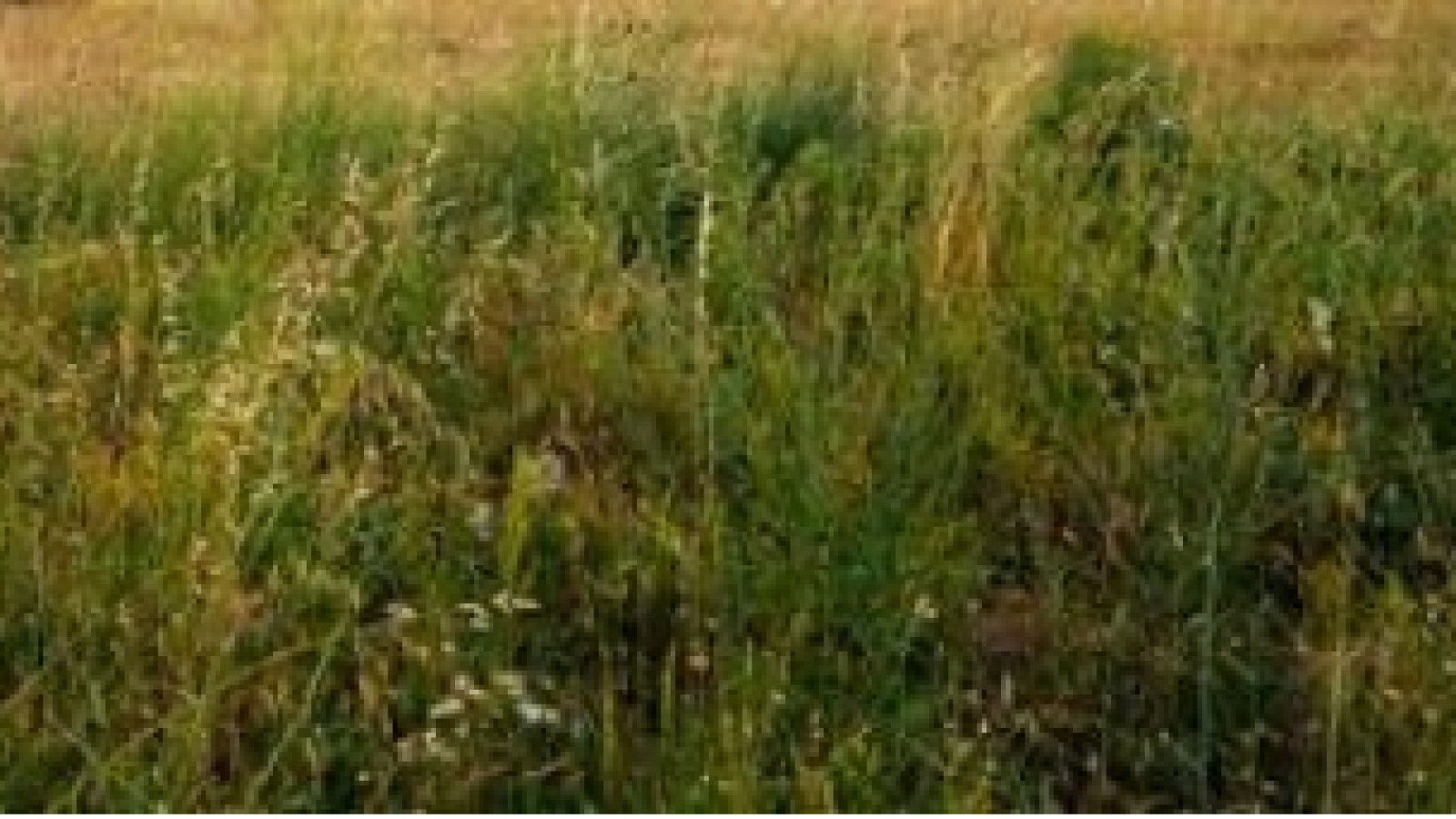 Terrain constructible de 512m2 à Le May-sur-Èvre