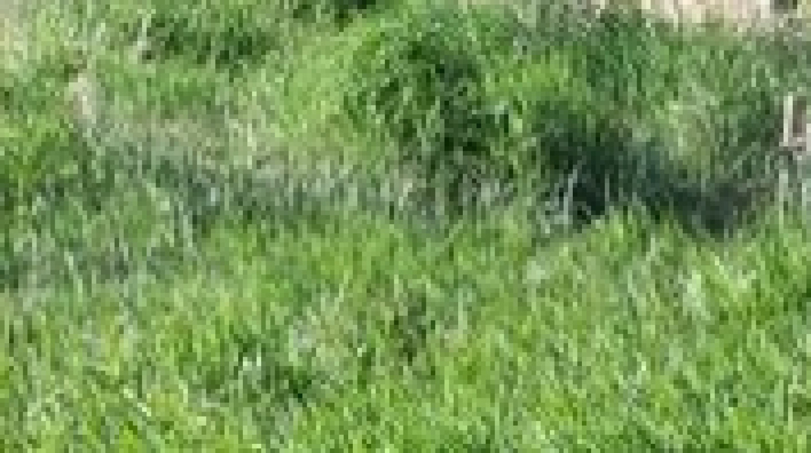 Terrain constructible de 780m2 à La Plaine