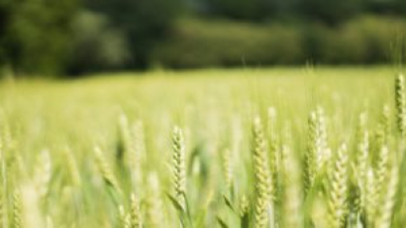 Terrain constructible de 927m2 à Montlouis-sur-Loire