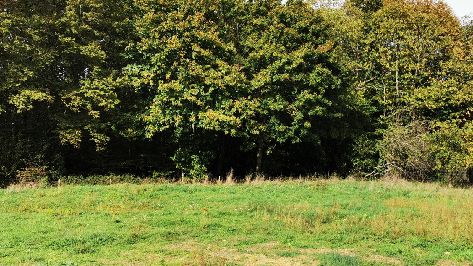 Terrain constructible de 830m2 à Genillé