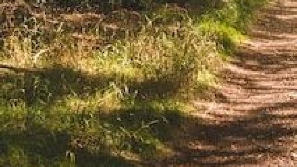 Plan vertical d'un sentier étroit dans une forêt avec beaucoup de grands arbres verts _ Photo Gratuite.jpg